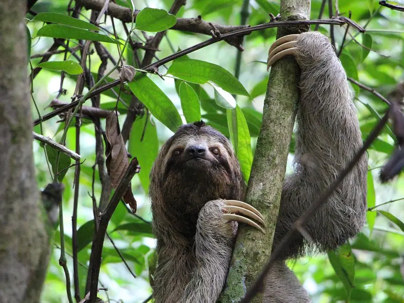 Drievingerige luiaard die zich vastklampt aan een boomstam in Manuel Antonio Nationaal Park