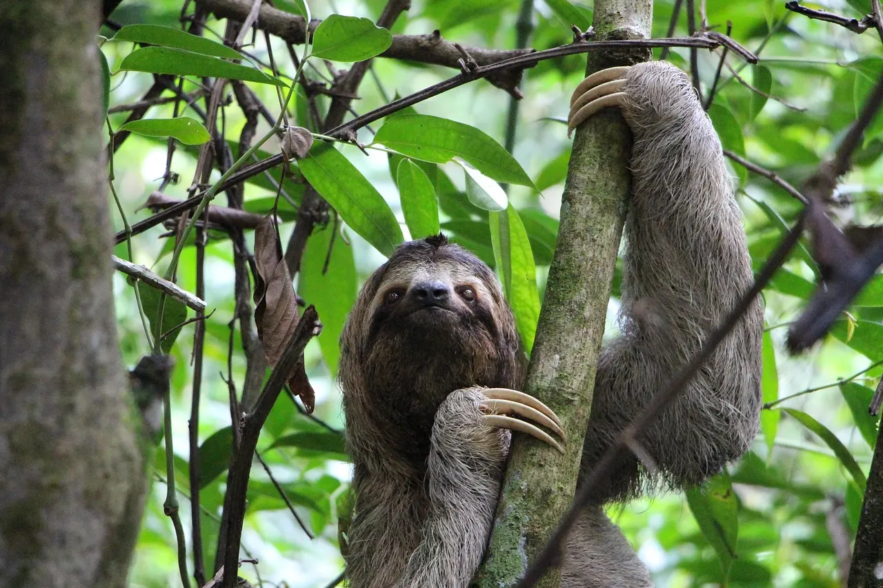 Drievingerige luiaard die zich vastklampt aan een boomstam in Manuel Antonio Nationaal Park