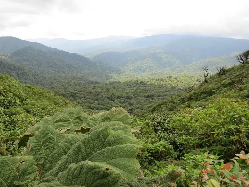 Uitzicht over beboste bergruggen en grote bladeren in het Monteverde Nevelwoud
