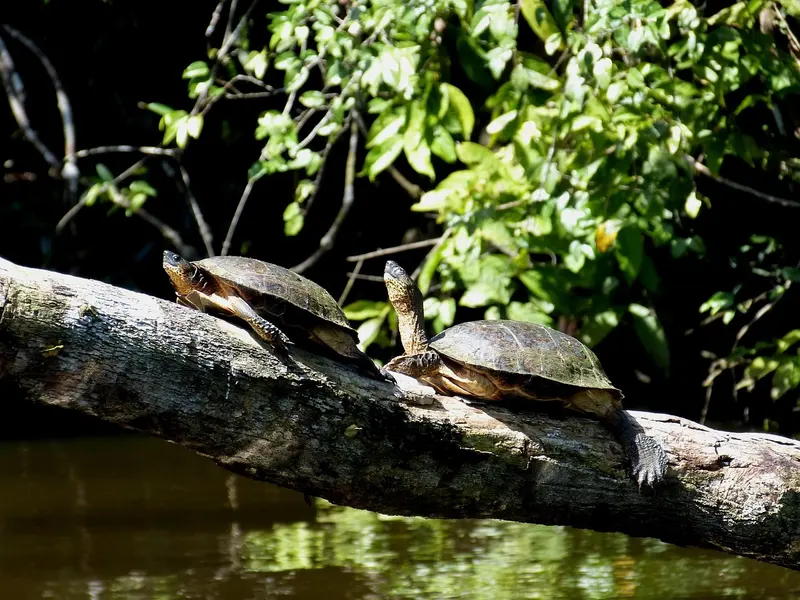 Twee schildpadden zonnen op een boomstam boven het water in Nationaal Park Tortuguero