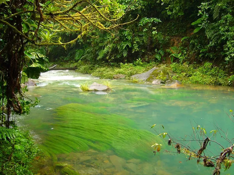 Turquoise water van de Río Celeste dat tussen regenwoud over stenen stroomt