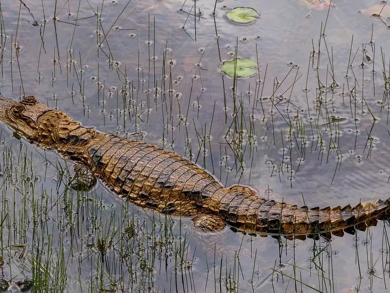 Krokodil die tussen waterplanten in ondiep water ligt, zoals onder de Tárcoles Crocodile Bridge